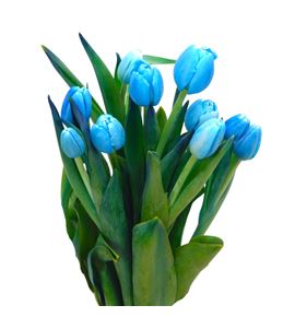 Tulipan tenido bluetooth 40 - TULTENBLU