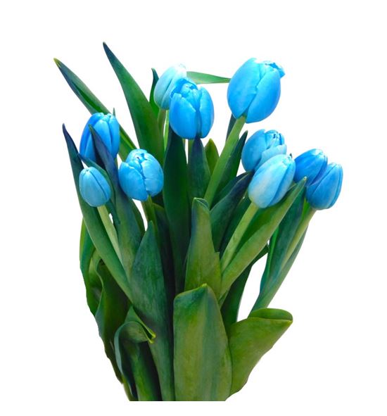 Tulipan tenido bluetooth 40 - TULTENBLU