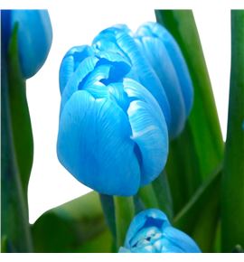 Tulipan tenido bluetooth 40 - TULTENBLU