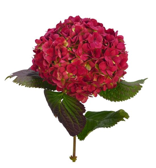 Hydr adora classic 80 - HYDADOCLA