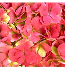 Hydr adora classic 80 - HYDADOCLA