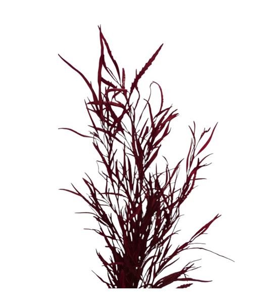 Grevillea bordeux - GREBOR