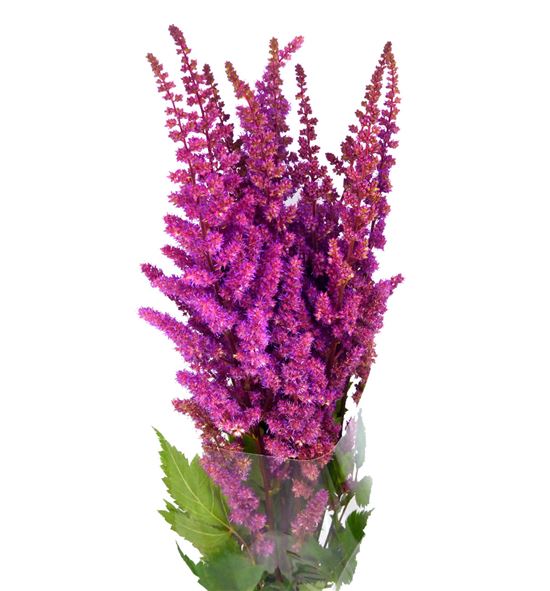 Astilbe maggie delay 60 - ASTMAGDEL