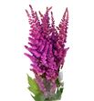 Astilbe maggie delay 60 - ASTMAGDEL