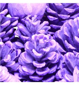 Indian mix purple x40 - INDPUR