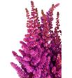 Astilbe maggie delay 60 - ASTMAGDEL1