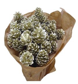 Piña platina x40 - PINPLAT