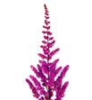 Astilbe maggie delay 60 - ASTMAGDEL2