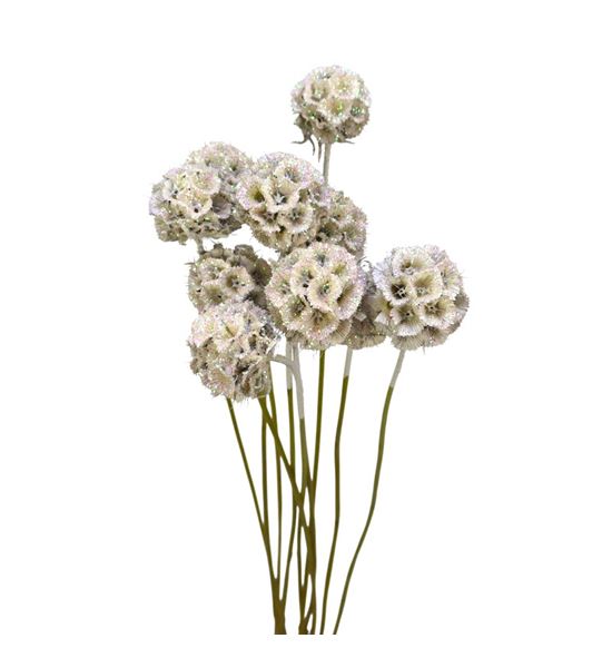 Scabiosa blanco purpurina 60 - SCABLAPUR
