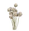 Scabiosa blanco purpurina 60 - SCABLAPUR