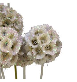Scabiosa blanco purpurina 60 - SCABLAPUR