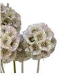 Scabiosa blanco purpurina 60 - SCABLAPUR1