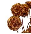 Scabiosa cobre purpurina 60 - SCACOBPUR1