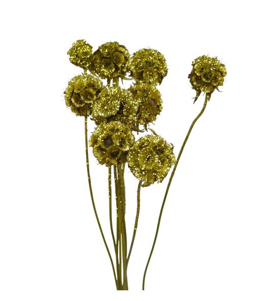 Scabiosa oro purpurina 60 - SCAOROPUR