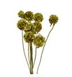 Scabiosa oro purpurina 60 - SCAOROPUR