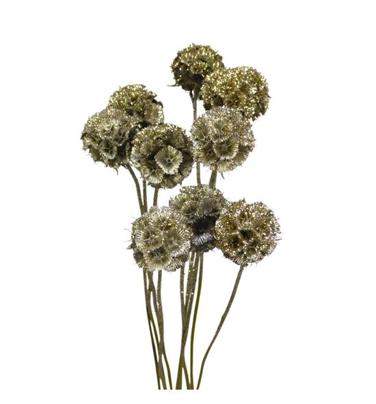 Scabiosa platina purpurina 60 - SCAPLATPUR