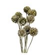 Scabiosa platina purpurina 60 - SCAPLATPUR