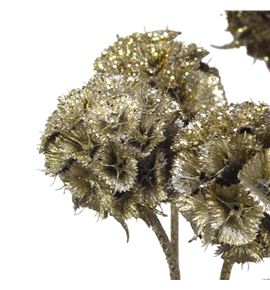 Scabiosa platina purpurina 60 - SCAPLATPUR