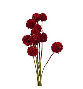 Scabiosa rojo purpurina 60 - SCAROJPUR