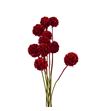 Scabiosa rojo purpurina 60 - SCAROJPUR
