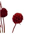 Scabiosa rojo purpurina 60 - SCAROJPUR1