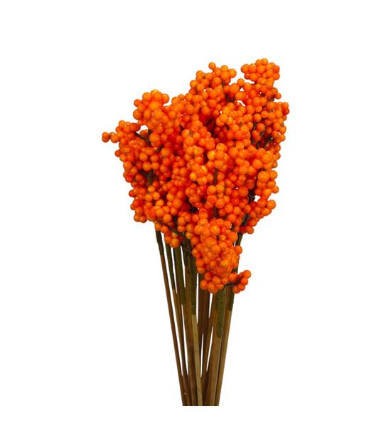 Stick berry ilex naranja x10 - STIBERILENAR