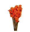 Stick berry ilex naranja x10 - STIBERILENAR