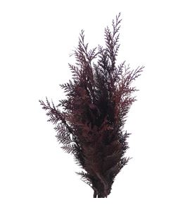 Tuya aubergine - TUYAUB