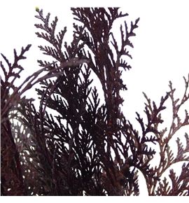 Tuya aubergine - TUYAUB