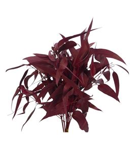 Victoria bordeaux - VICBOR