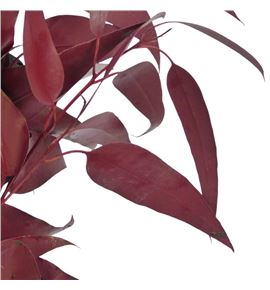 Victoria bordeaux - VICBOR