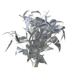 Victoria plata - VICPLA