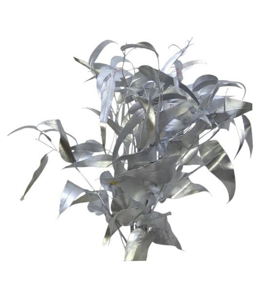 Victoria plata - VICPLA