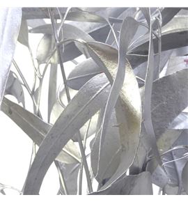 Victoria plata - VICPLA