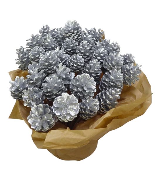 Piña plata x40 - PINPLA