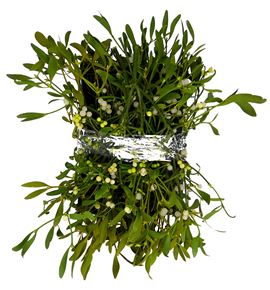 Muerdago caja ~5kg algun tallo amarillo - MUECAJ