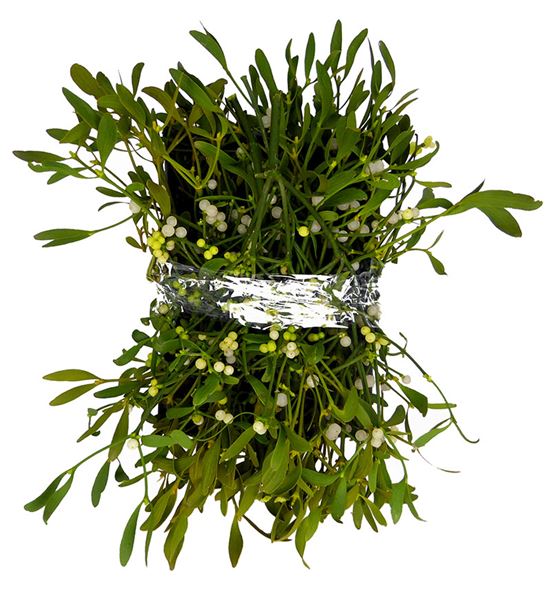 Muerdago caja ~5kg algun tallo amarillo - MUECAJ