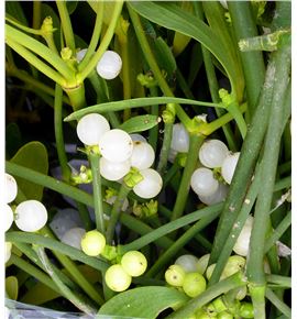 Muerdago caja ~5kg algun tallo amarillo - MUECAJ