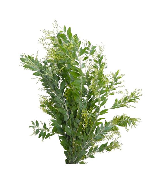 Acacia hambury 60 - ACAHAM