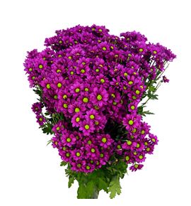 Cr santini jombe purple 55 - CRSJOMPUR