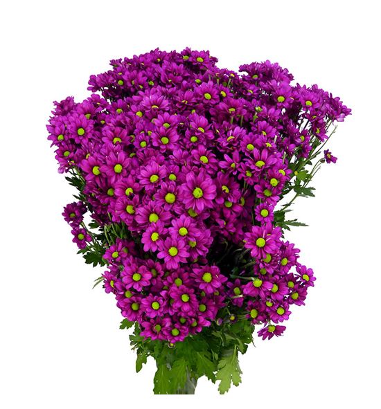 Cr santini jombe purple 55 - CRSJOMPUR
