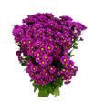 Cr santini jombe purple 55 - CRSJOMPUR