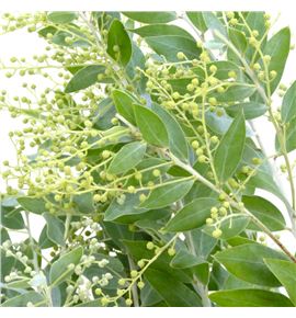 Acacia hambury 60 - ACAHAM