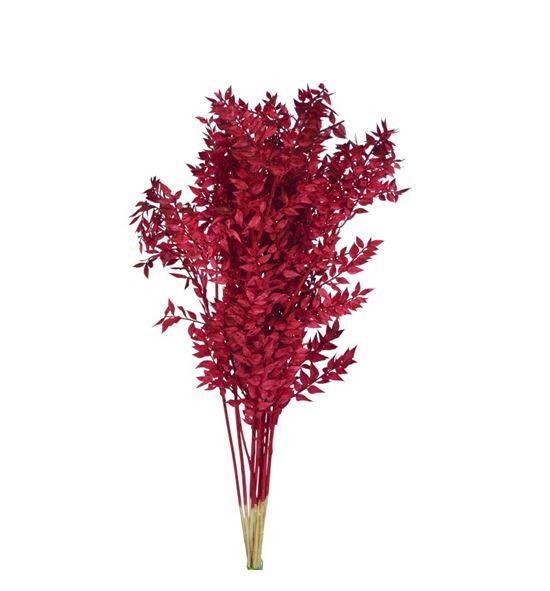 Ruscus fino preservado bordeaux - RUSFINPREBOR