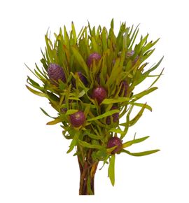 Kaaps leu coniferum 40 - KAALEUCON