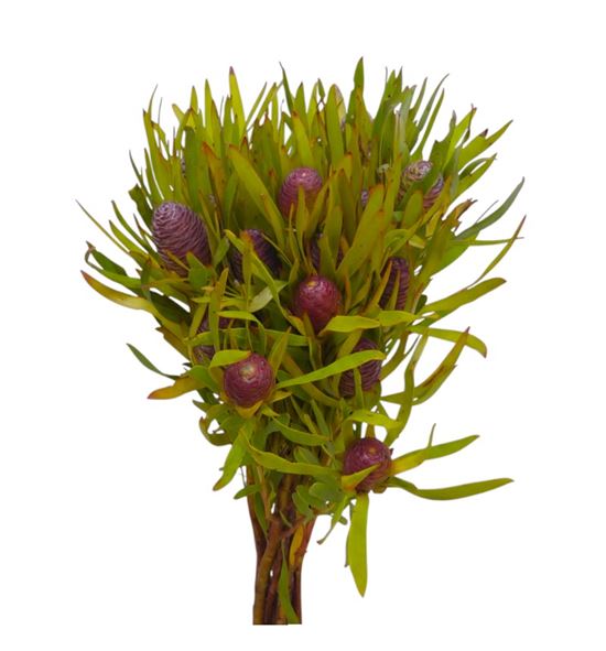 Kaaps leu coniferum 40 - KAALEUCON