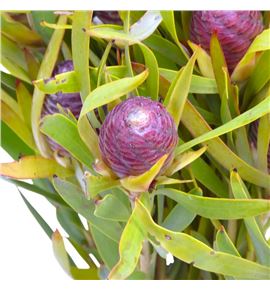 Kaaps leu coniferum 40 - KAALEUCON