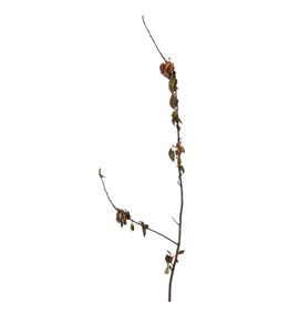 Prunus 200 x1t - PRU200