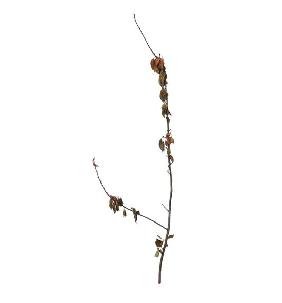 Prunus 200 x1t - PRU200