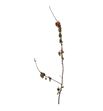 Prunus 200 x1t - PRU200